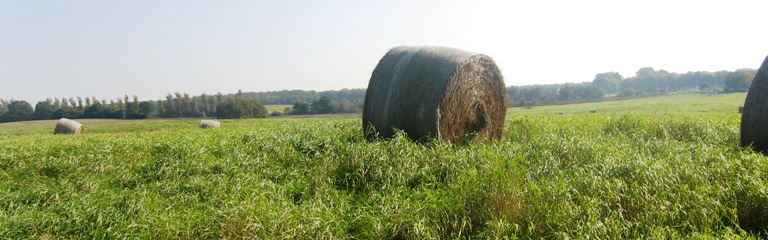 kystkile6